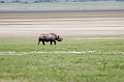 Ngorongoro Næsehorn01