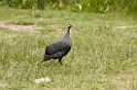 Ngorongoro Perlehøne