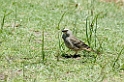 Ngorongoro Rufous-tailed Weaver01