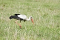 Ngorongoro Stork00