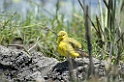 Ngorongoro Yellow Wagail00