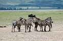 Ngorongoro Zebra00