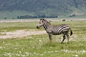 Ngorongoro Zebra05