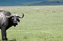 Ngorongoro buffalo00