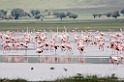 Ngorongoro flamingo00