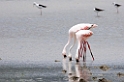 Ngorongoro flamingo02
