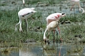 Ngorongoro flamingo03