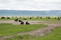 Ngorongoro gnu