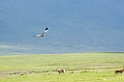 Ngorongoro hedehøg00