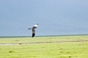 Ngorongoro hedehøg01