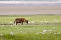 Ngorongoro hyana00
