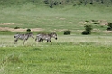 Ngorongoro pangani Zebra00