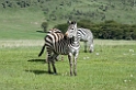 Ngorongoro pangani Zebra01