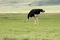 Ngorongoro struds01