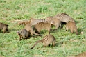 Serengeti Banded Mongoose03