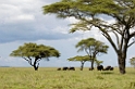 Serengeti Elefant i landskab