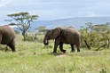 Serengeti Elefantunge