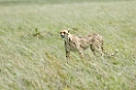 Serengeti Gepard02