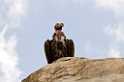 Serengeti Rüppels Vulture