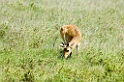 Serengeti Reedbuck00