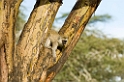 Serengeti Vervet Monkey00