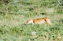 Serengeti løver01