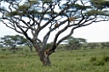 Serengeti træløver01