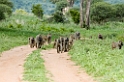 Tarangira Baboons00