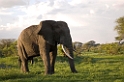Tarangira Elefant07