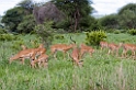 Tarangira Impala00