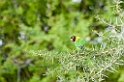 Tarangira Lovebird