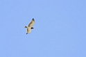 Tarangira Snake-eagle