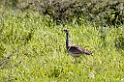 Tarangira W-B Bustard