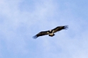 Tarangira White-headed Vulture