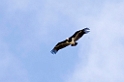 Tarangira White-headed Vulture03