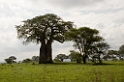 Tarangira trees01