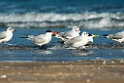 Crested Tern.20140222_7664