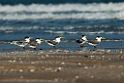 Great Crested Tern.20140222_7649