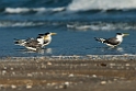 Great Crested Tern.20140222_7665