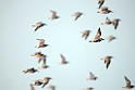 Great Knot.20140224_7766