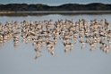 Great Knot.20140224_7813