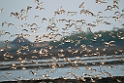 Great Knot.20140224_7835