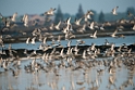 Great Knot.20140224_7843