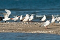 Lesser Black-backed Gull (Heuglini)20140222_7634