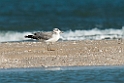 Pallas's Gull.20140222_7533