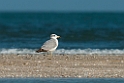 Pallas's Gull.20140222_7555