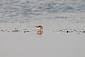 Spoon-billed Sandpiper.20140224_7715